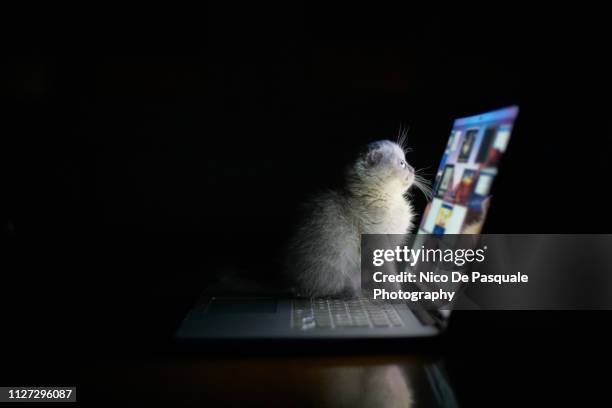 scottish fold playing - cat laptop stockfoto's en -beelden