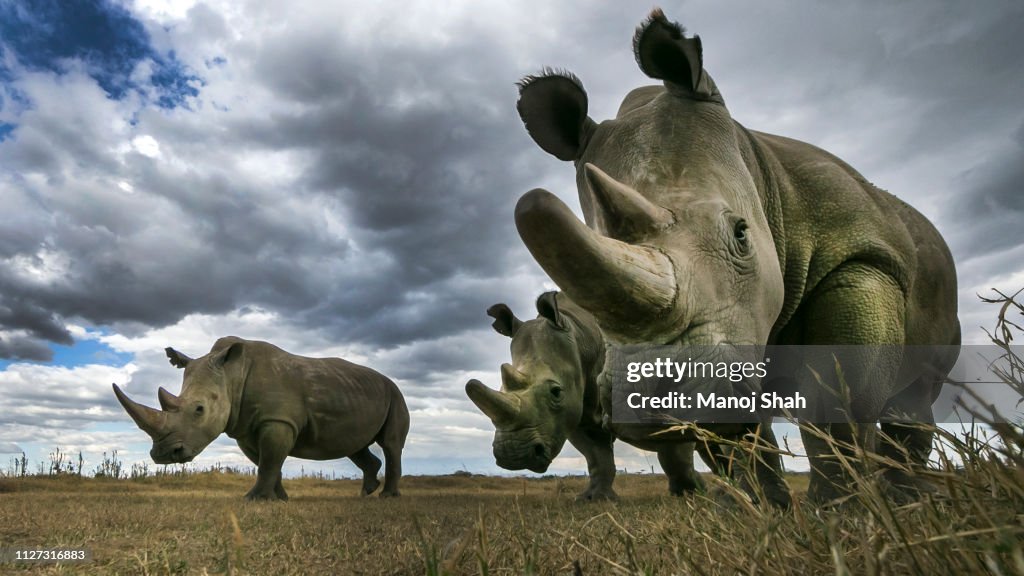 Two northern white rhino females accompanied (on left) by southern white rhino