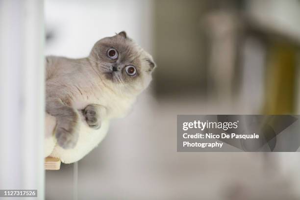 scottish fold playing - tired cat stock-fotos und bilder