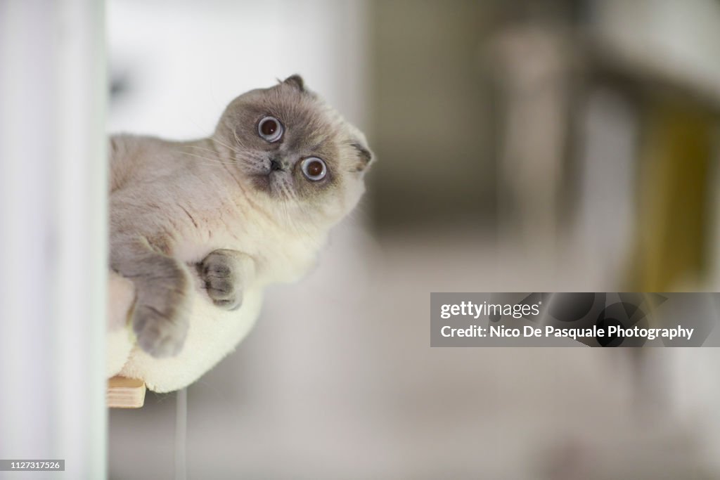 Scottish fold playing