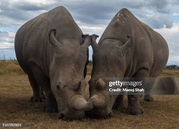 northern white rhino females - northern white rhino stock-fotos und bilder