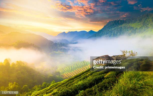 panoramic view nature landscape scenic sunrise and mist on mountain view at the north - chiang mai province stock pictures, royalty-free photos & images
