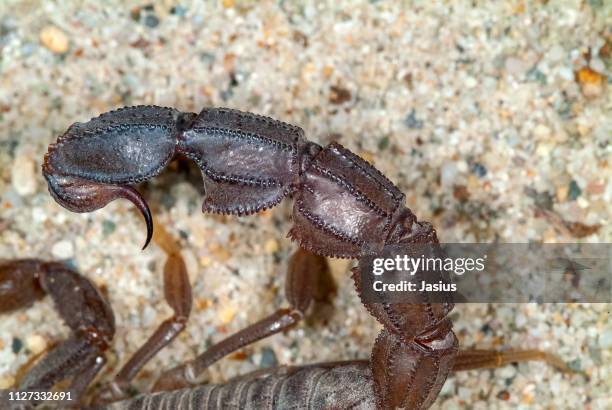 16 Androctonus Australis Stock Photos and High-Res Images - Getty