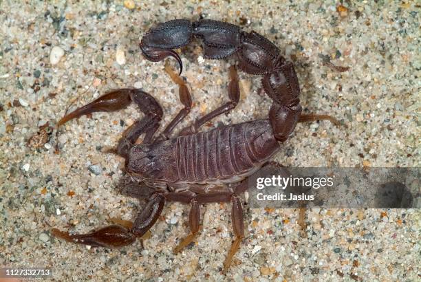 15 Androctonus Australis Stock Photos, High-Res Pictures, and