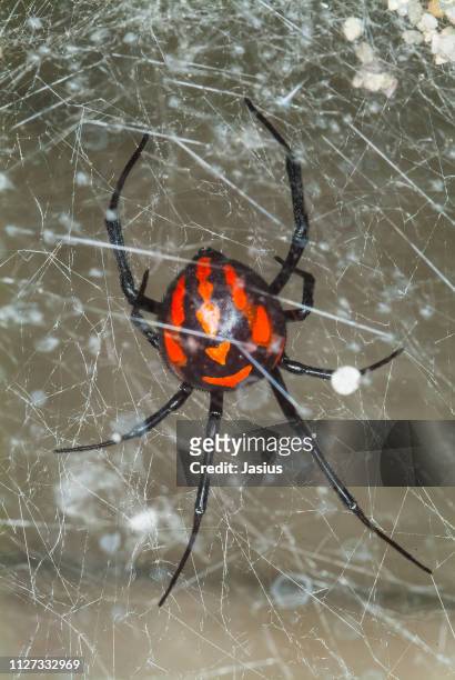 latrodectus tredecimguttatus – mediterranean black widow female spider - black widow spider fotografías e imágenes de stock