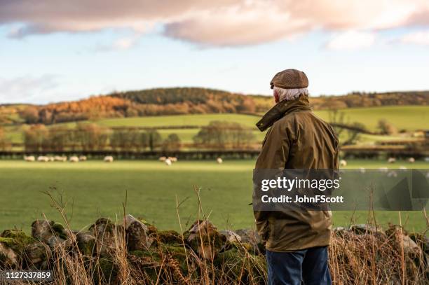 uomo anziano che guarda campo con pecore - british foto e immagini stock