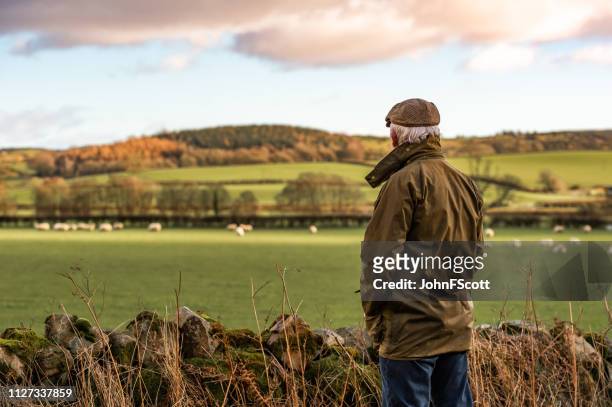 senior man op zoek naar veld met schapen - schotland stockfoto's en -beelden