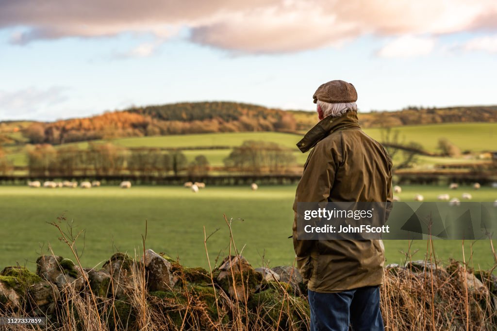 Senior man looking at field with sheep