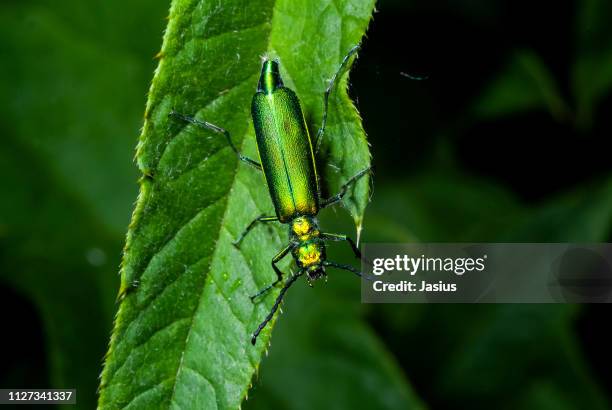 lytta vesicatoria – spanish fly emerald-green blister beetle - iridescent stock pictures, royalty-free photos & images