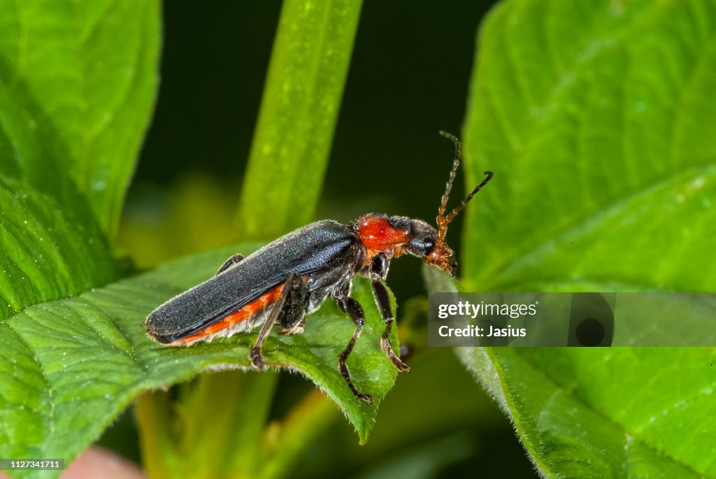 Insect Solider Cantharis Fusca Soldier Beetle High-Res Stock Photo - Getty Images