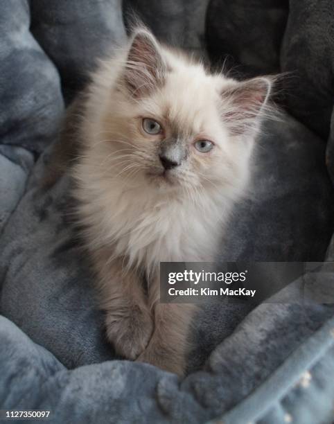 blue point himalayan/ragdoll kitten posing for the camera - himalayan cat stock pictures, royalty-free photos & images