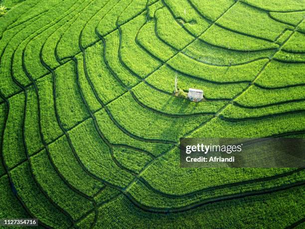 bali, indonesia - rice paddy stockfoto's en -beelden