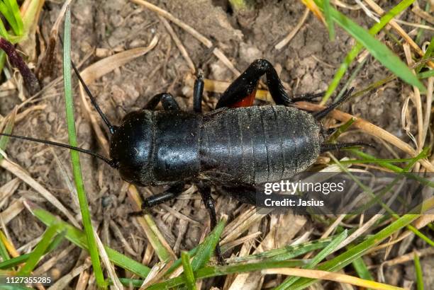 gryllus campestris – field cricket - gryllus campestris stock pictures, royalty-free photos & images