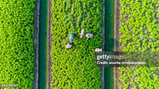 aerial top view gardener collecting chinese cabbage in vegetable garden groove, asia thailand. - cereal plant photos et images de collection