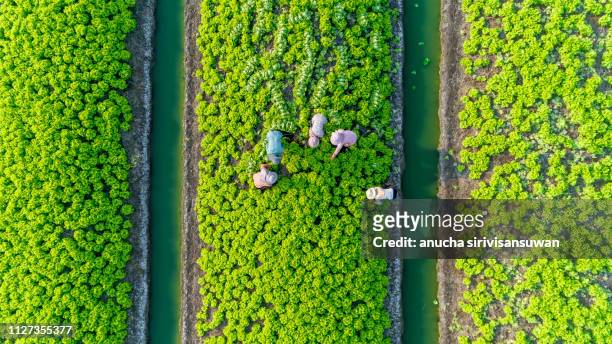 aerial top view gardener collecting chinese cabbage in vegetable garden groove, asia thailand. - gewas stockfoto's en -beelden