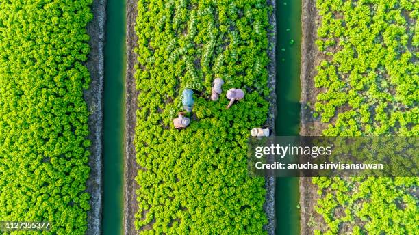 aerial top view gardener collecting chinese cabbage in vegetable garden groove, asia thailand. - tractor ploughing field bildbanksfoton och bilder