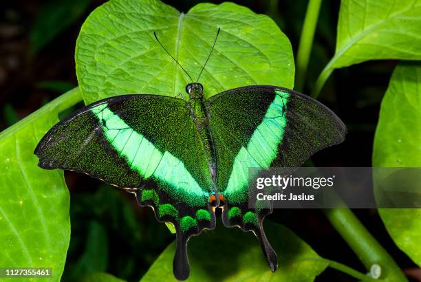 papilio palinurus – emerald swallowtail butterfly - papilio palinurus stock pictures, royalty-free photos & images