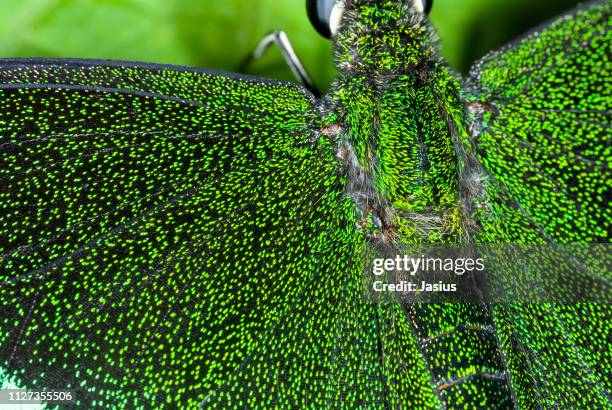 papilio palinurus – emerald swallowtail butterfly - papilio palinurus stock pictures, royalty-free photos & images