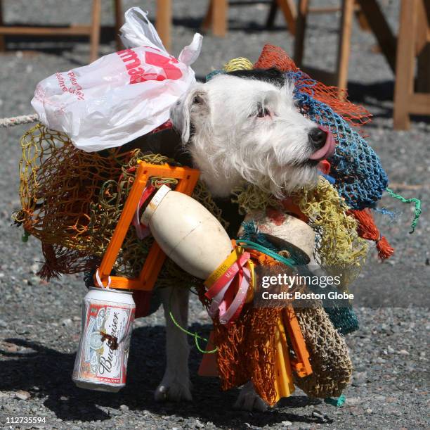 Dog Madison, a Jack Russell Terrier, in costume as "Flotsam and Jetsam" at Salty Dog Day at the Essex Shipbuilding Museum in Essex, Mass., September...