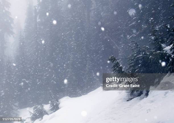 falling snow near forest. - ventisca fotografías e imágenes de stock