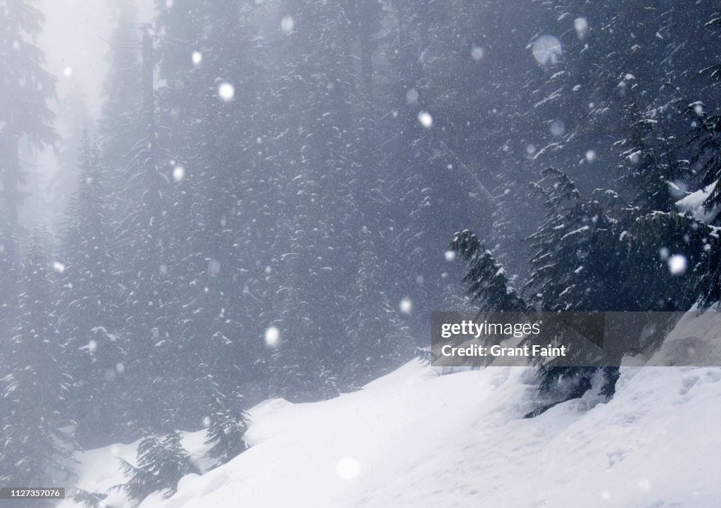 Falling Snow Near Forest High-Res Stock Photo - Getty Images