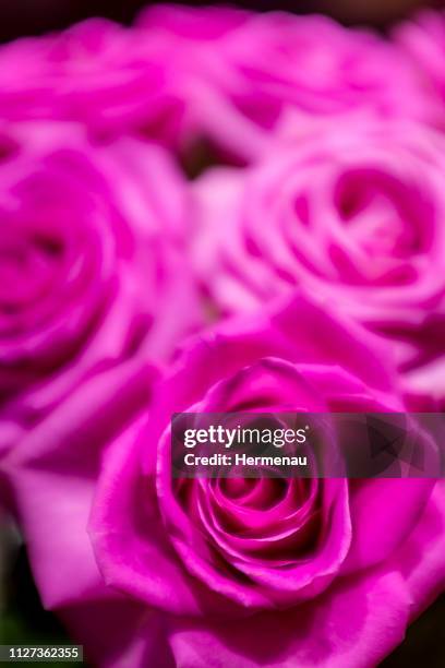 roses in rose - blumenbouqet stockfoto's en -beelden