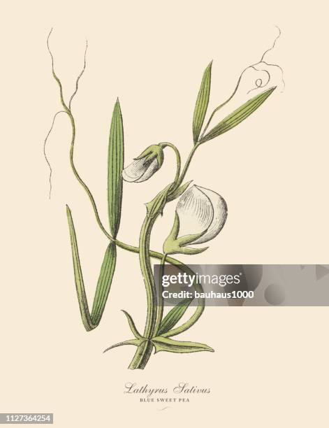 blue sweet pea, legumes, victorian botanical illustration - alfalfa stock illustrations