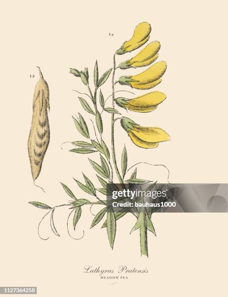 wiese erbsen, hülsenfrüchte, viktorianischen botanische illustration - alfalfasprosse stock-grafiken, -clipart, -cartoons und -symbole