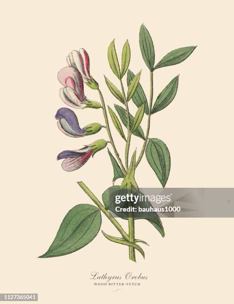 wood bitter-vetch, legumes, victorian botanical illustration - wood bitter vetch stock illustrations