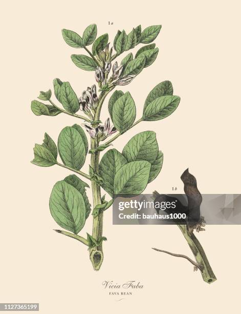 fava bean, legumes, victorian botanical illustration - green pea illustration stock illustrations