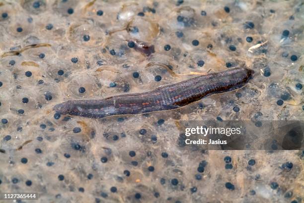 hirudo medicinalis – european medicinal leech in frog egg - sanguijuela fotografías e imágenes de stock