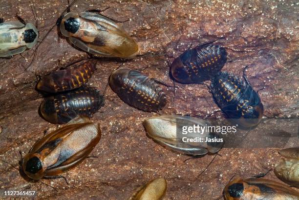 blaberus giganteus – central american giant cave cockroach - black cockroach stock pictures, royalty-free photos & images