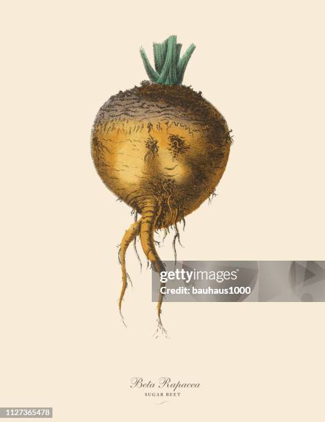 sugar beet, root crops and vegetables, victorian botanical illustration - parsnip stock illustrations