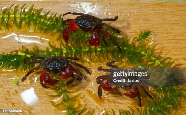 For pokker Seletøj diagram Sesarma Bidens Redclawed Crab High-Res Stock Photo - Getty Images