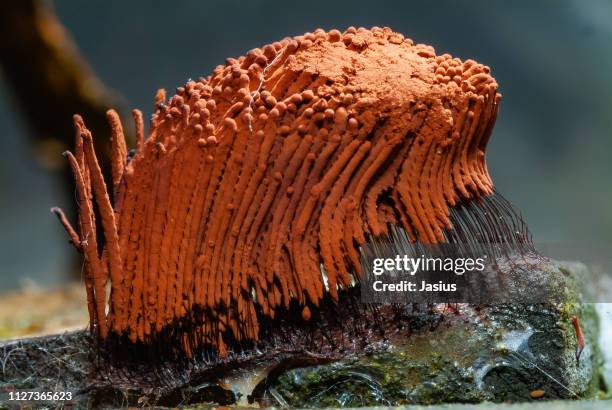 stemonitis species – slime mould - plasmódio - fotografias e filmes do acervo