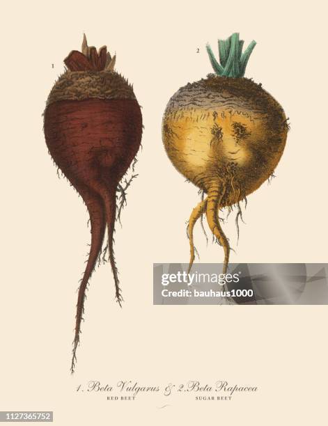 red beet & sugar beet, root crops and vegetables, victorian botanical illustration - beetroot stock illustrations