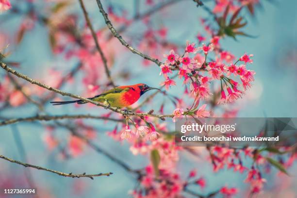 beautiful bird, mrs. gould's sunbird; aethopyga gouldiae male birds of thailand. bird on cherry blossom. - fleurs jaune rouge photos et images de collection