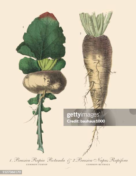 rübe & steckrüben, hackfrüchte und gemüse, viktorianischen botanische illustration - rutabaga stock-grafiken, -clipart, -cartoons und -symbole