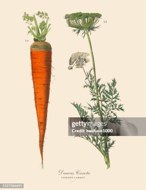 illustrations, cliparts, dessins animés et icônes de carotte, plantes-racines et légumes, illustration botanique victorienne - carotte