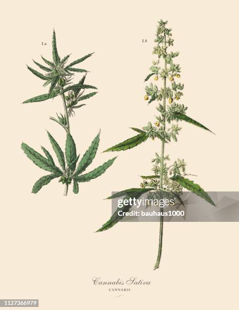 bildbanksillustrationer, clip art samt tecknat material och ikoner med cannabis & marijuana, rotfrukter och grönsaker, viktorianska botaniska illustration - plant stem