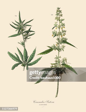 Cannabis & Marijuana, Root Crops and Vegetables, Victorian Botanical Illustration Cannabis & Marijuana, Root Crops and Vegetables, Victorian Botanical Illustration
