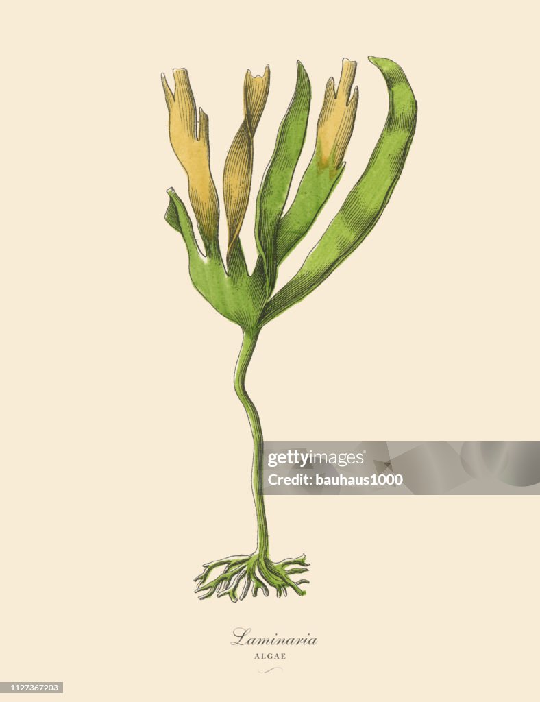 Cryptogam, Algae, Lichens, Mosses, Ferns, Victorian Botanical Illustration