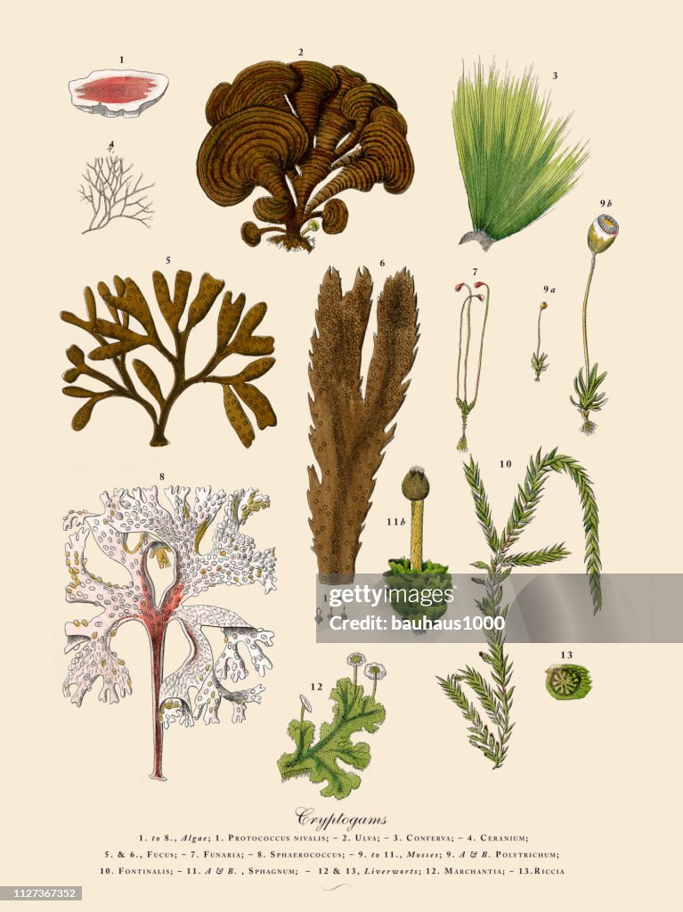 Cryptogamous Cryptogam Algae Lichens Mosses Ferns Victorian Botanical Illustration ...
