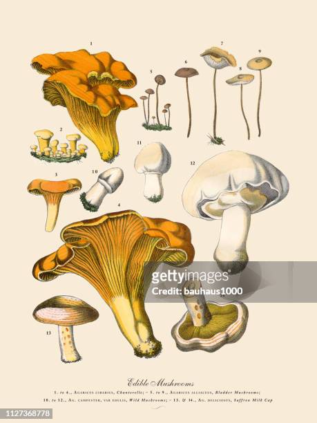 edible mushrooms, victorian botanical illustration - toadstool stock illustrations