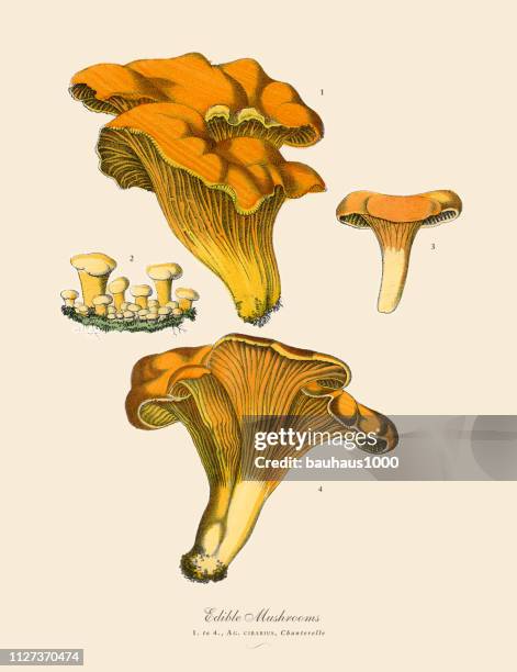 edible mushrooms, victorian botanical illustration - toadstool stock illustrations