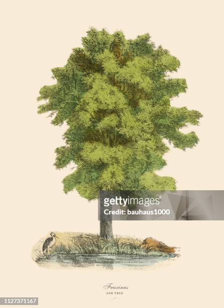 esche oder fraxinus, viktorianischen botanische illustration - ash tree stock-grafiken, -clipart, -cartoons und -symbole