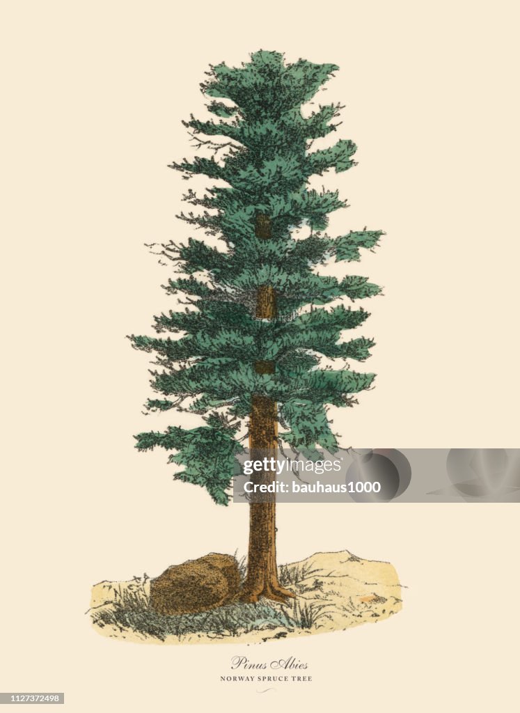 Norway Spruce Pine Tree or Pinus Abies, Victorian Botanical Illustration