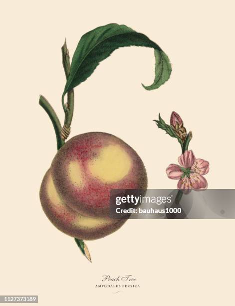 peach tree, victorian botanical illustration - peach tree stock illustrations