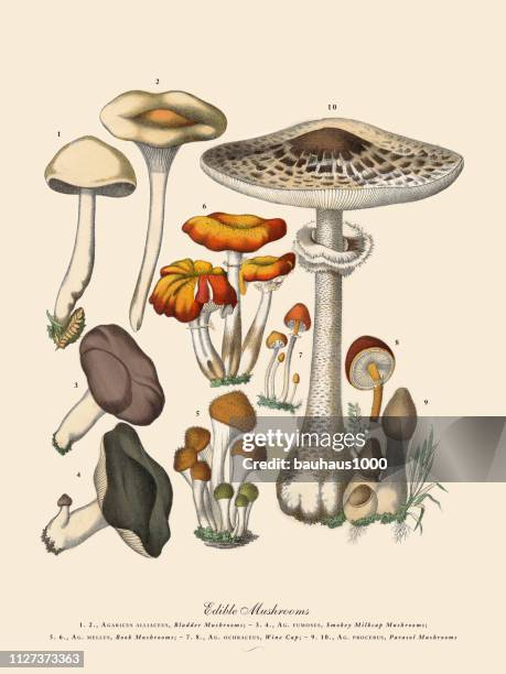 ilustrações de stock, clip art, desenhos animados e ícones de edible mushrooms, victorian botanical illustration - cogumelo