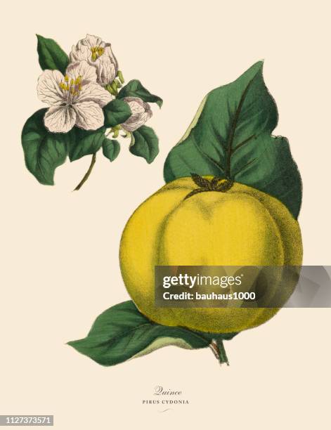 quince fruit tree, victorian botanical illustration - apple blossom stock illustrations